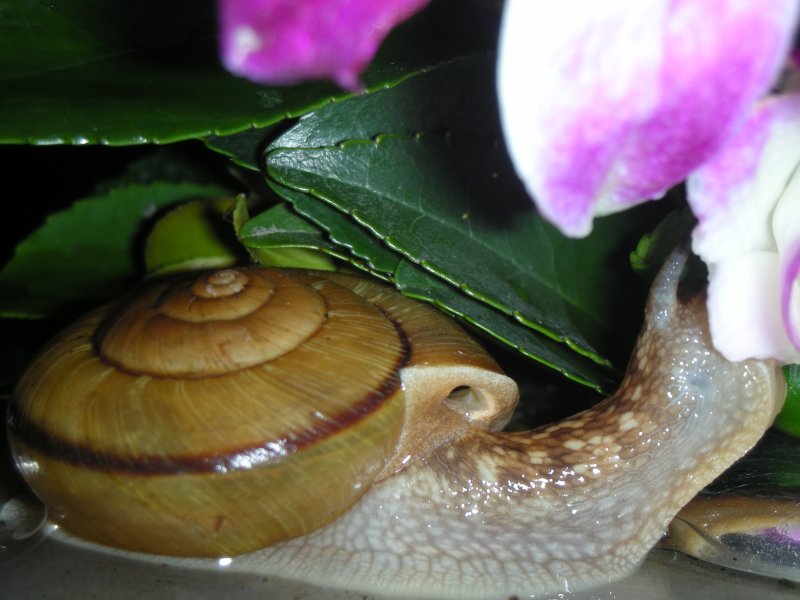[snail.JPG]
