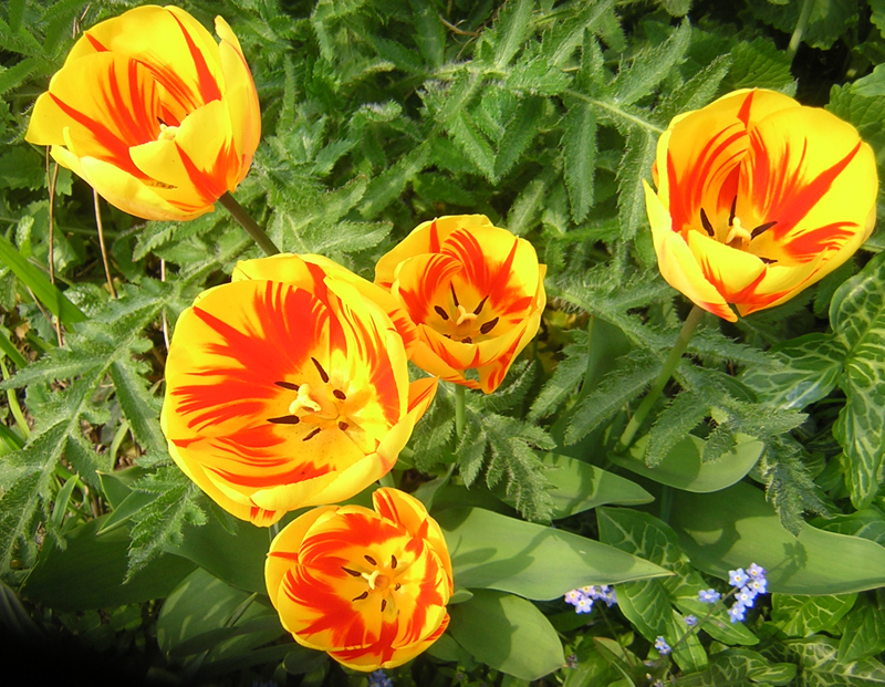 [15+tulips.jpg]