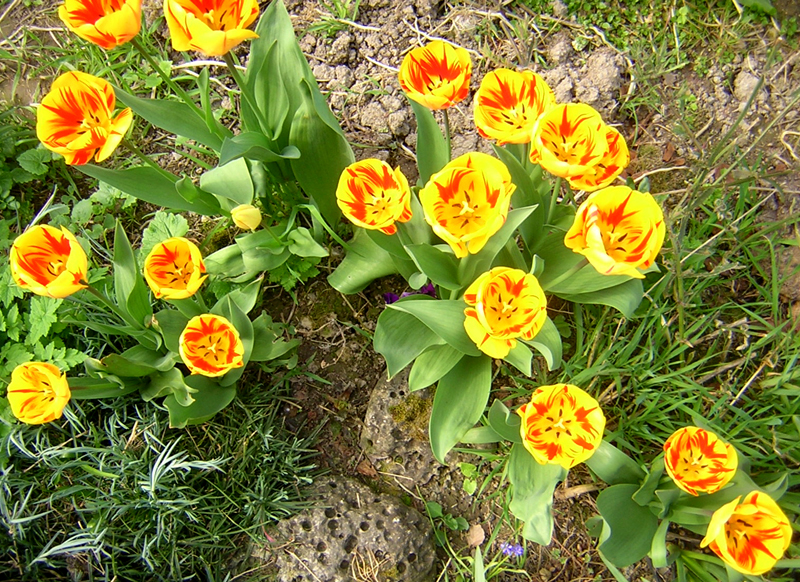 [08+tulips.jpg]