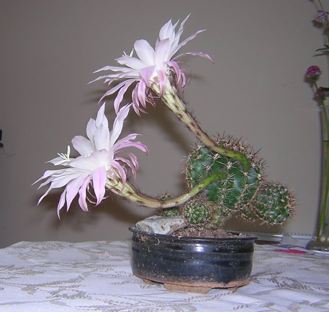 [cactus+flowers5.jpg]