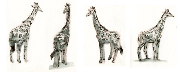 [giraffes1.jpg]