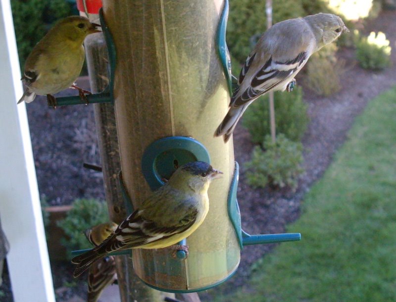 [Goldfinches+at+feeder.jpg]