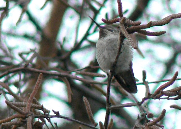 [Anna's+Hummingbird+in+tree.jpg]
