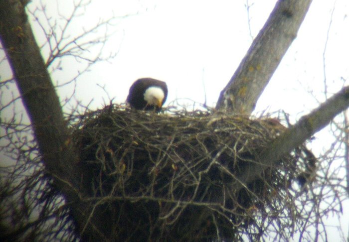 [Bald+Eagle+feeding+young+in+nest.jpg]