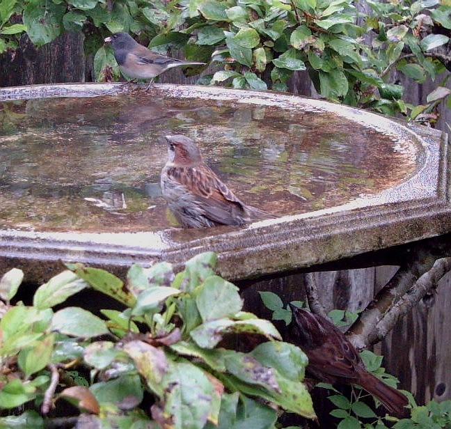 [Three+birds+at+the+bath.jpg]