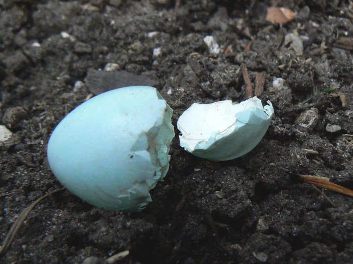 [Robin+egg+hatched.jpg]