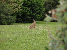 Hares in the garden