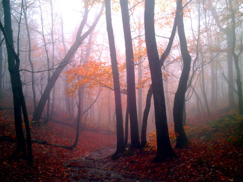 [mist-woods.jpg]