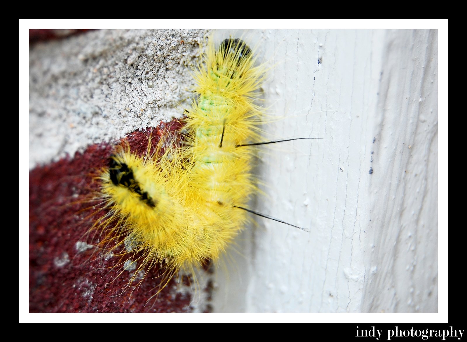 [Fuzzy+Caterpillar.jpg]