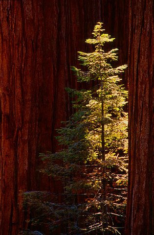 [l_redwoods.jpg]