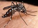 [Aedes+aegypti.jpg]