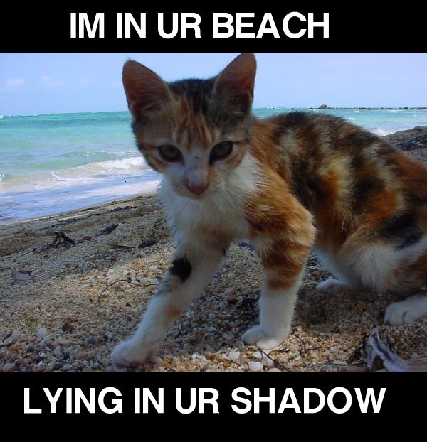 [cat-beach.JPG]