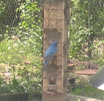 [Blue+Bird+3+2007.JPG]