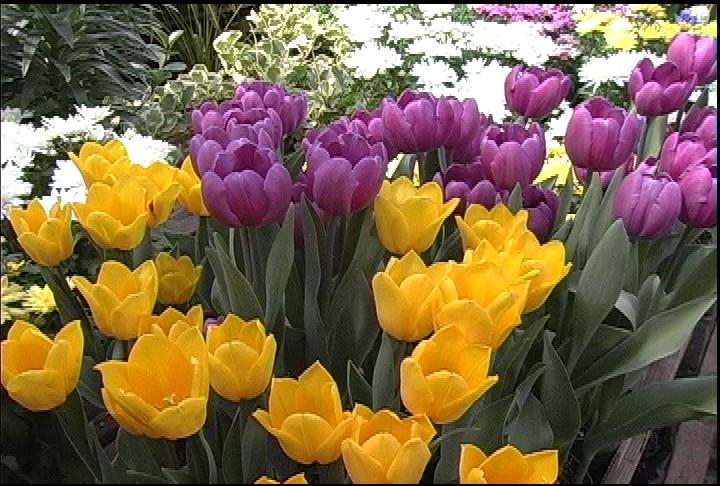 [AHP+April+tulips.JPG]