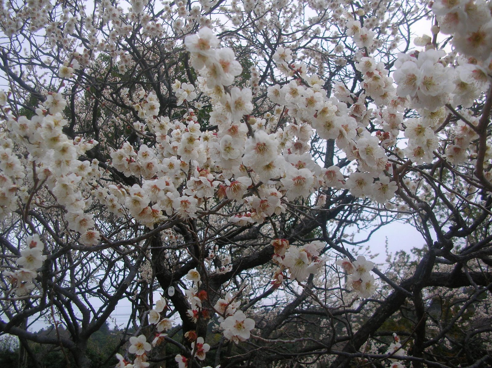 [Plum+Blossom(March+4th,2007)+055.jpg]