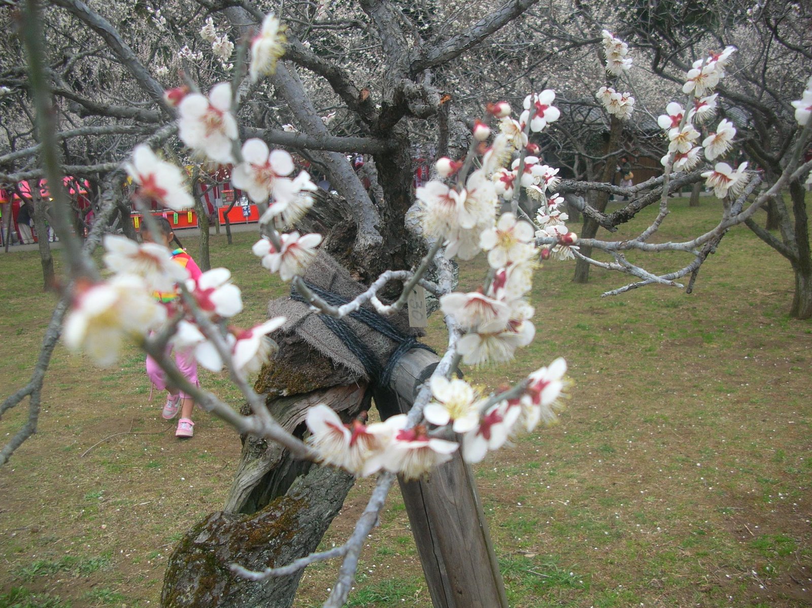 [Plum+Blossom(March+4th,2007)+039.jpg]