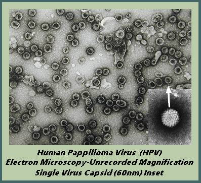 papillomavírus papilloma vírus