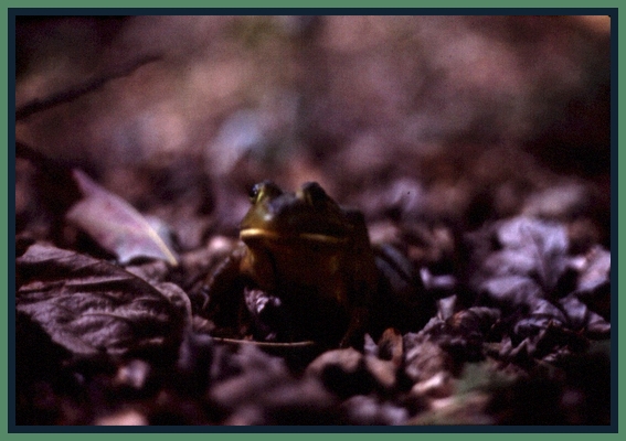 [Frog+Blog+1.jpg]