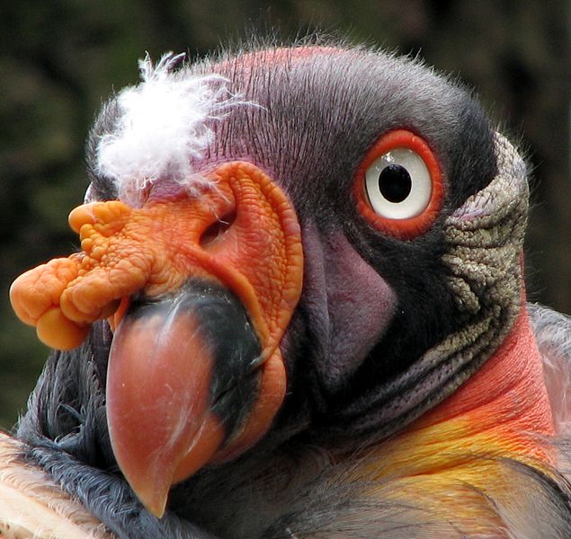 [635px-Sarcoramphus-papa-king-vulture-closeup-0a.jpg]