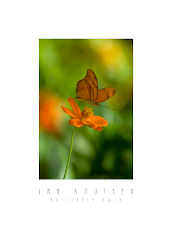 Butterfly No. 3 by Photographer Jan Knutsen