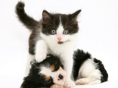 [Black-And-White-Kitten-Walking-Over-Sleeping-Cavalier-King-Charles-Spaniel-Puppy-Photographic-Print-C13061051.jpg]