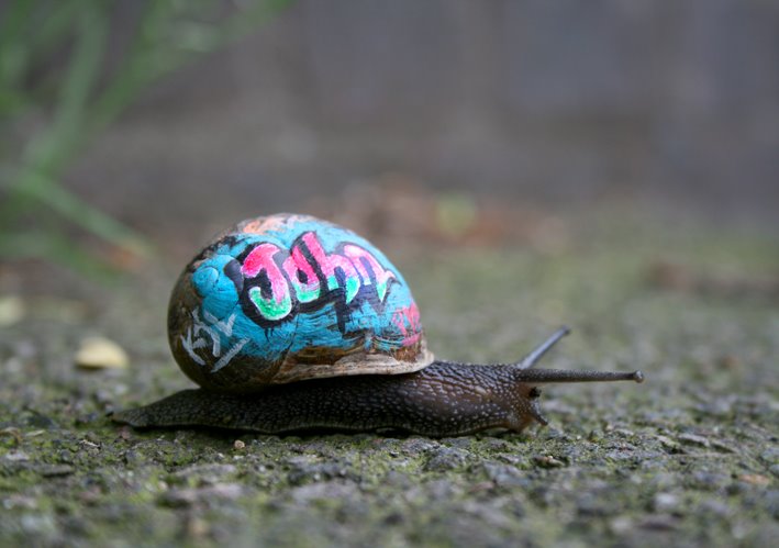 [snail1.jpg]