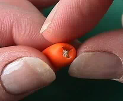 [Smallest-Man-Made-Orange-25.jpg]