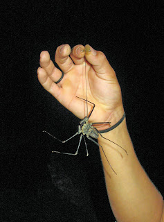 Erica Ridley in Costa Rica: spider at Venado caves
