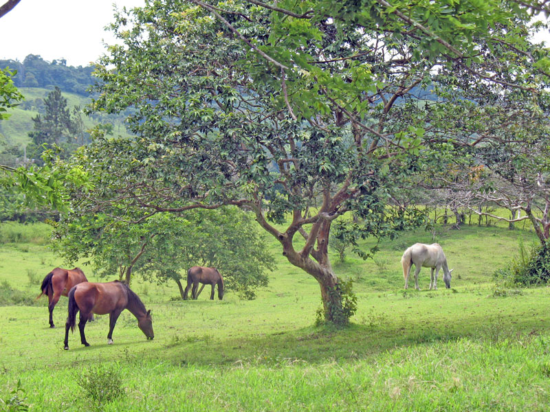 [erica-ridley_costa-rica_horses.jpg]