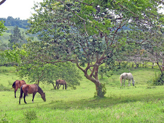 Erica Ridley in Costa Rica: horses at Villa Paradise