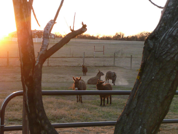 [donkey+sunset.jpg]