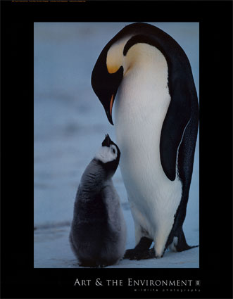 [Emperor-Penguin-.jpg]