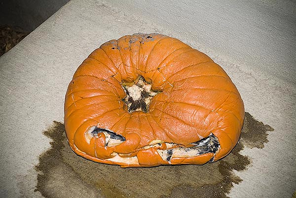 [pumpkin-1web.jpg]