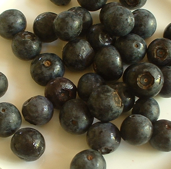 [blueberries2.JPG]