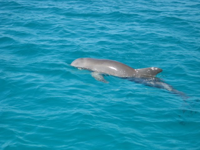 [Lonely+the+Dolphin+003.jpg]