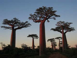 [baobab-madagascar.jpg]