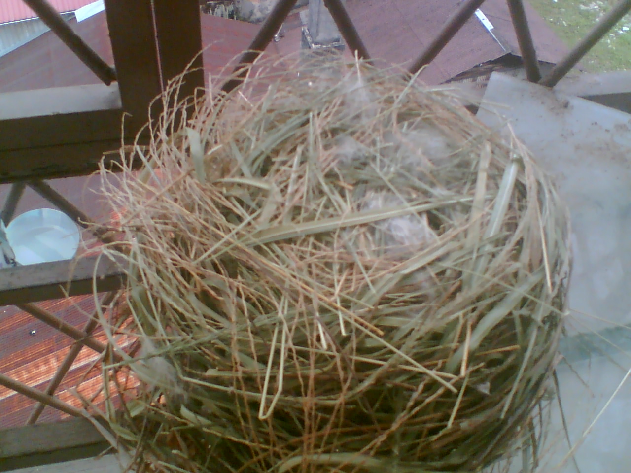 [bird+nest6.jpg]