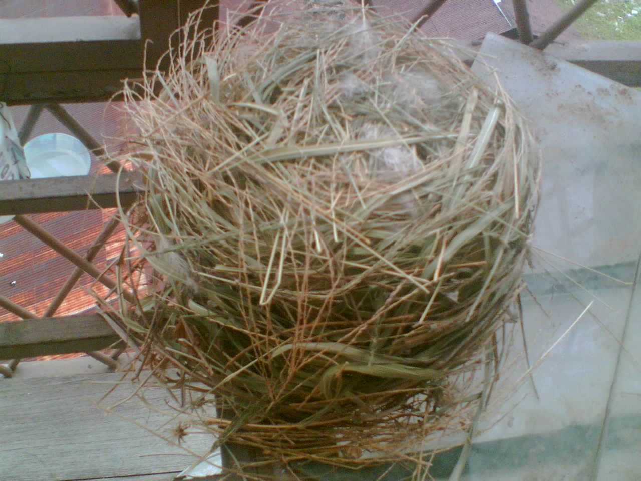[bird+nest5.jpg]