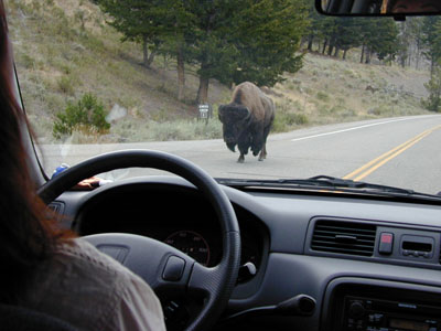 [Yellowstone+Traffic.jpg]