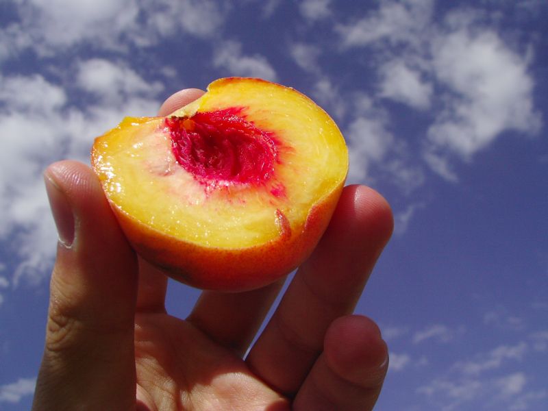 [peach.JPG]