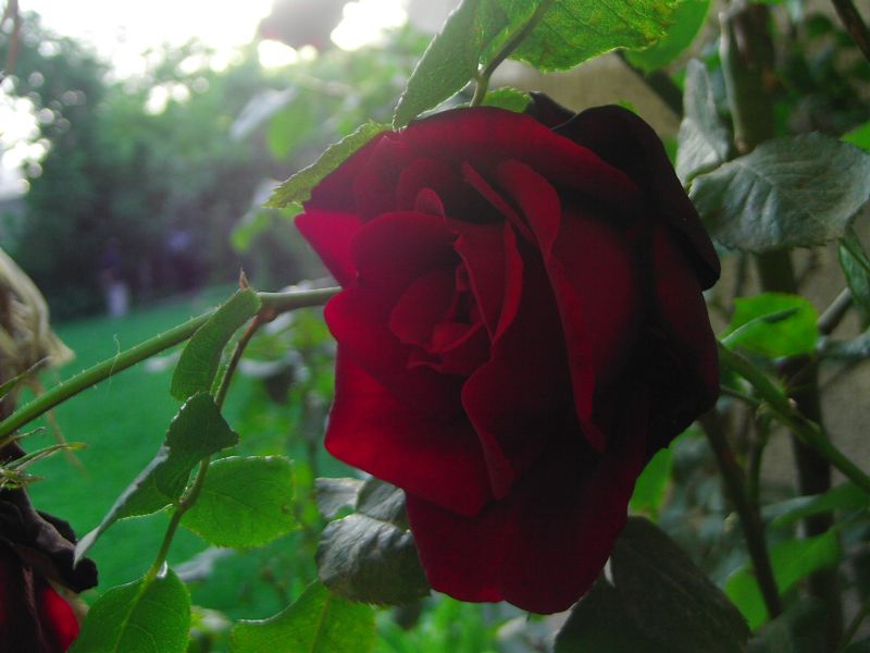 [rose+(2).JPG]