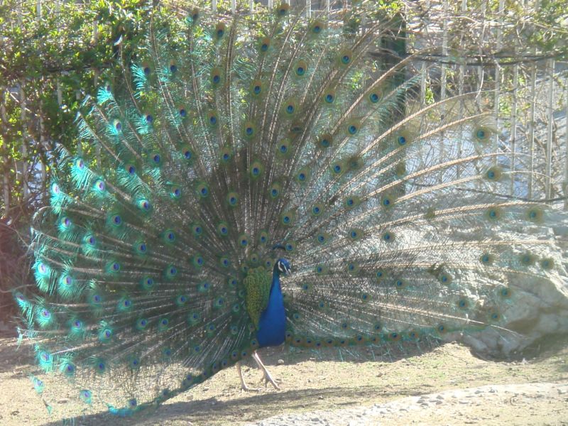 [peacock.JPG]