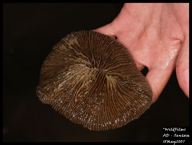 [mushroom+coral_Sentosa18May2007_14.JPG]