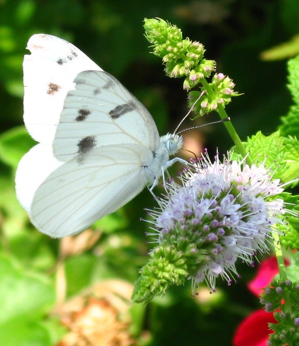 [white+butterfly.jpg]