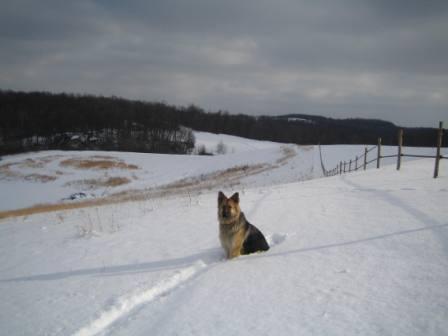 [Maisie+on+the+snowy+hillside.JPG]