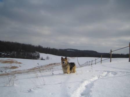 [Goofy+dog+on+the+snowy+hillside.JPG]