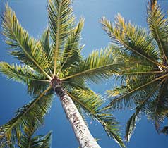 [Palm+Trees.jpg]
