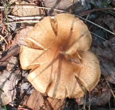 [mushrooms1.JPG]