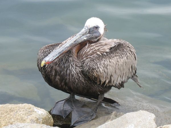 [gray+pelican.jpg]