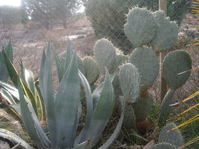 [cactus+002.jpg]